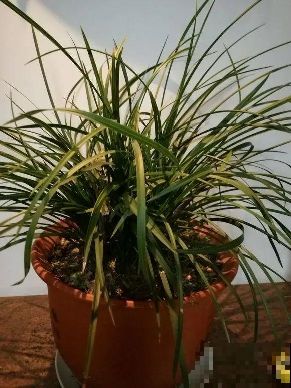 1棵长寿花，冒出124个花箭，开花开成大锅盖，咋养的？