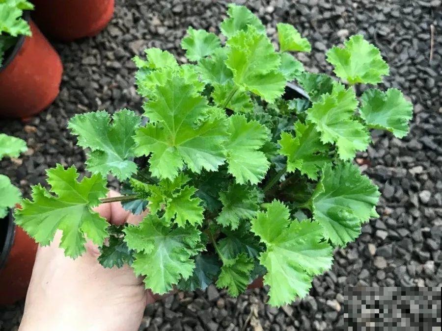 春天的开花机器，养1盆，剪一茬开一茬，阳台变成小花房！