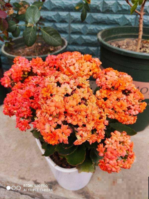 这花开花就成“花球”，足不出户就能赏花，赶紧养一盆吧