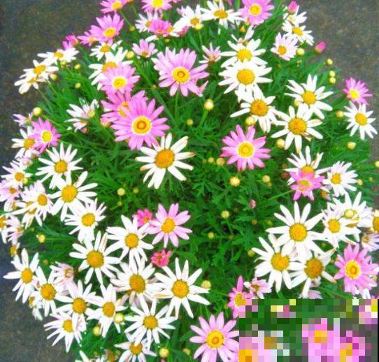 春天养这8种花，一开就是一团球，阳台也能变花园！