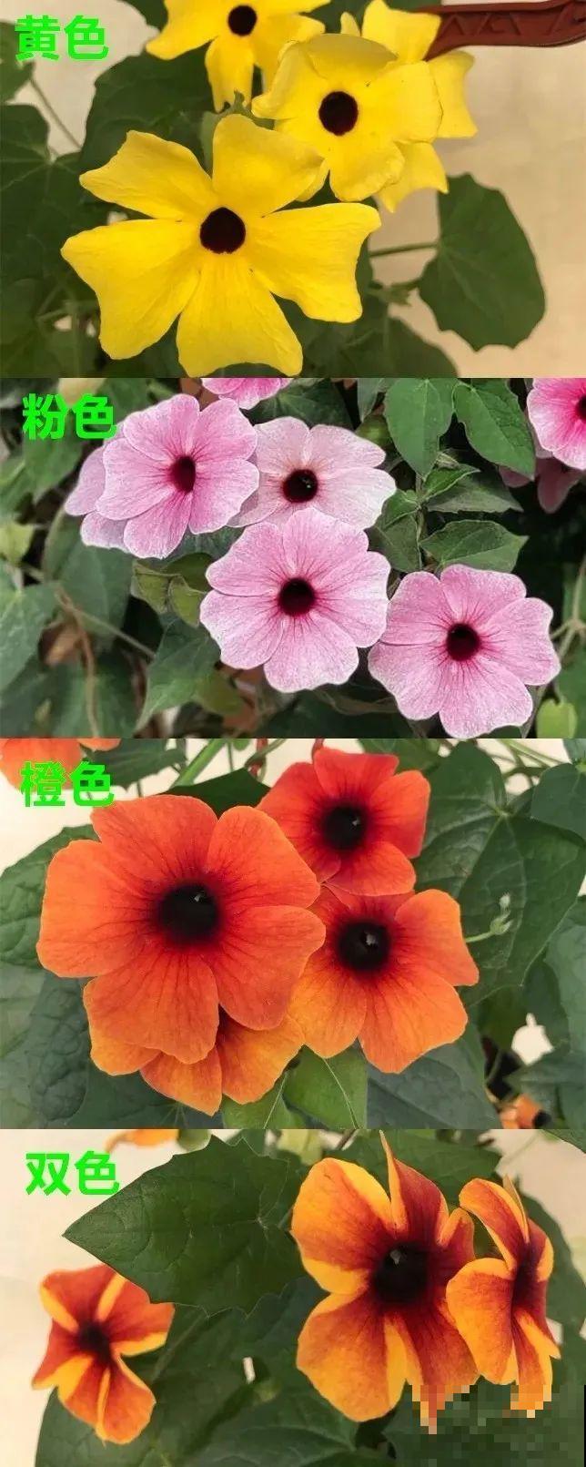 这花比铁线莲省心多了，耐阴又好养，自己就能爬成绿窗帘！
