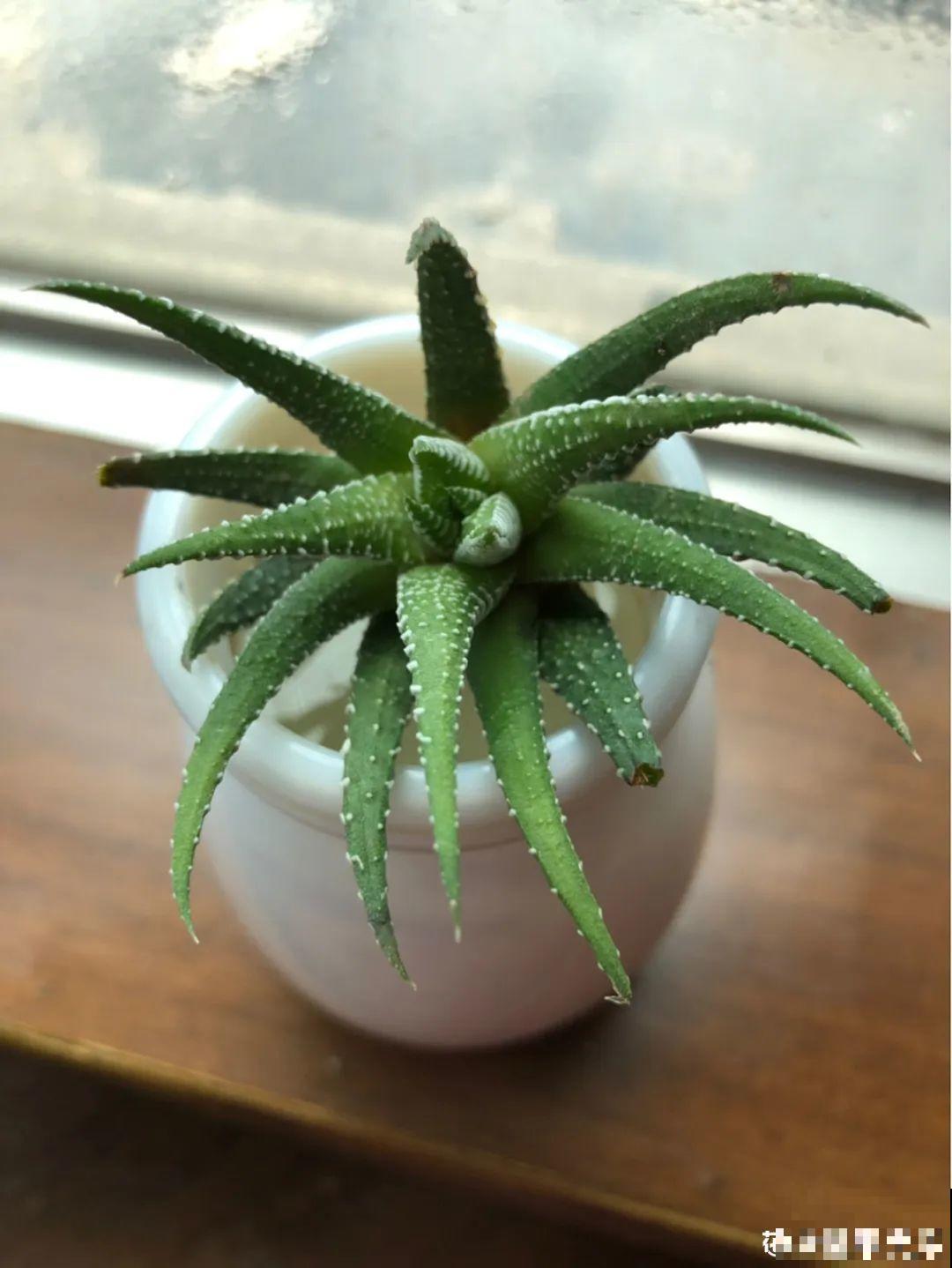 最难养的7种花，丢水里反而蹭蹭长，根系长满瓶！
