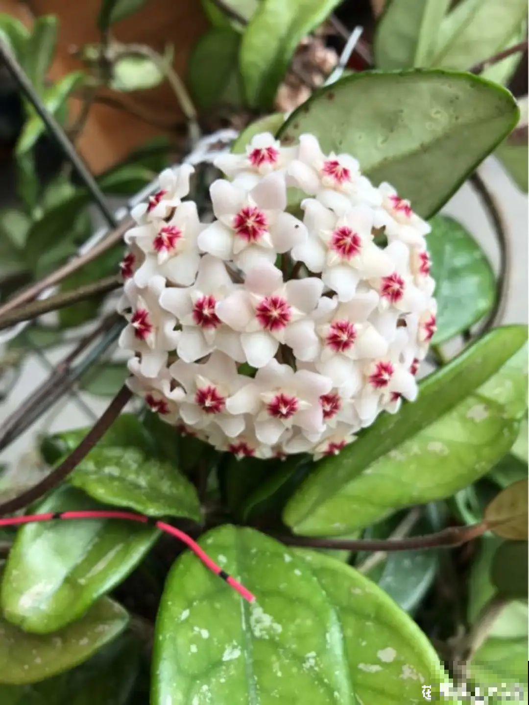 这花超耐阴，没光也能爬满墙，依次开花几十朵！