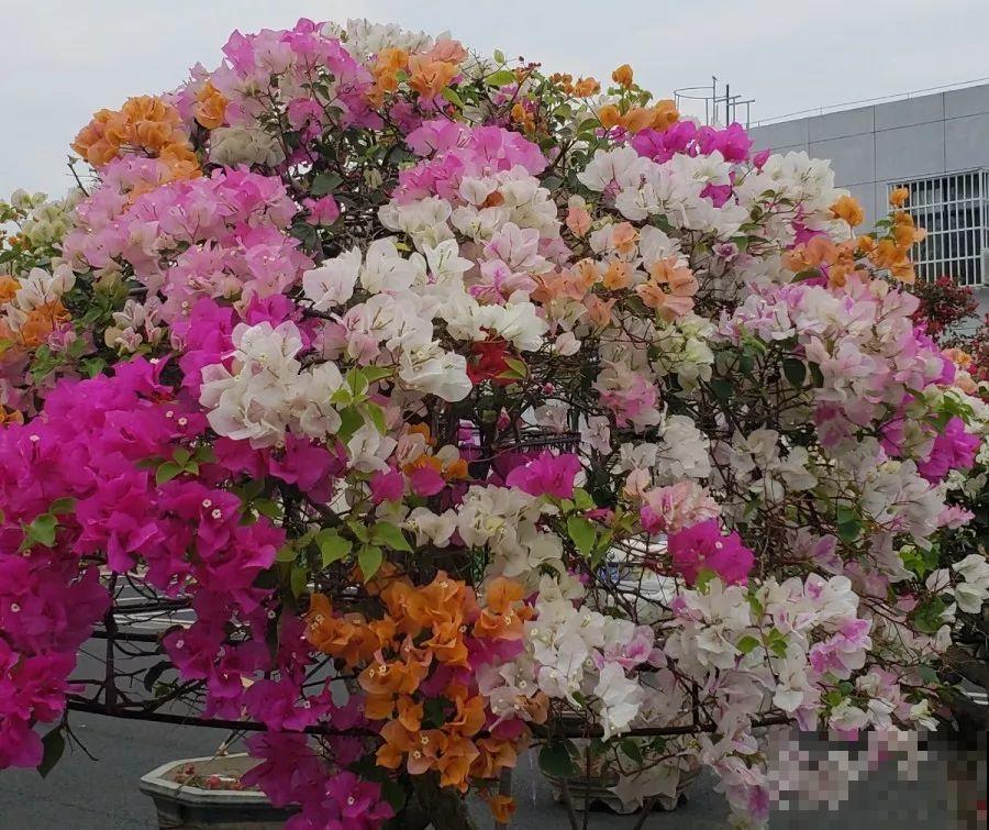 除了蟹爪兰，这花也能嫁接，开花的时候太美了！