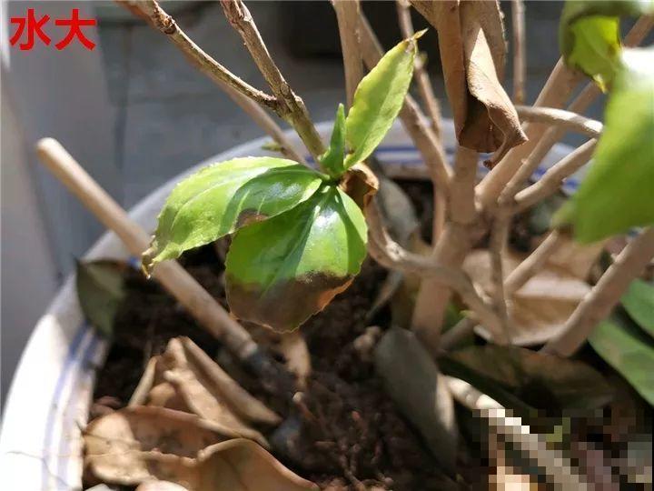 花变成这样，立马剪撒点粉，否则撑不过7天！