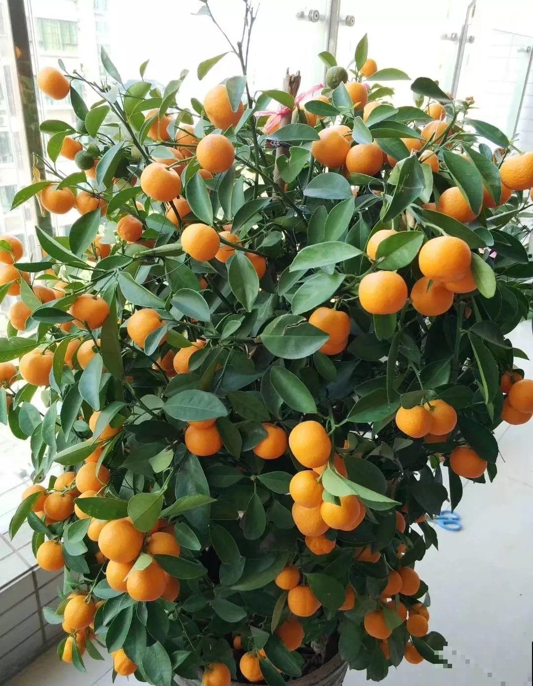 18种过年花，随便挑着养，“鼠”你新年最有钱！