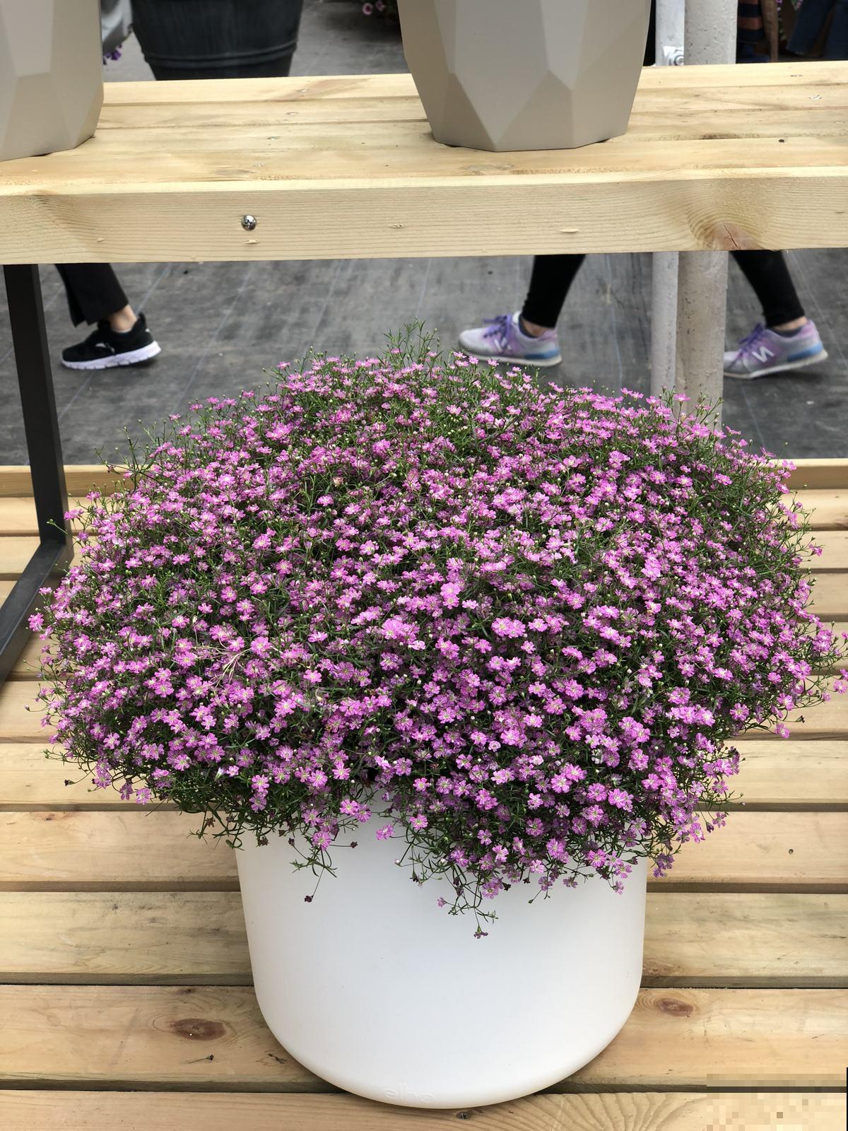 “1种花”容易爆盆，开花能有上千朵，养得越久开花越多