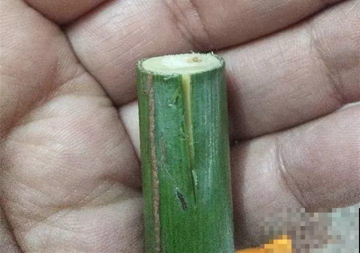 除了蟹爪兰，这花也能嫁接，开花的时候太美了！