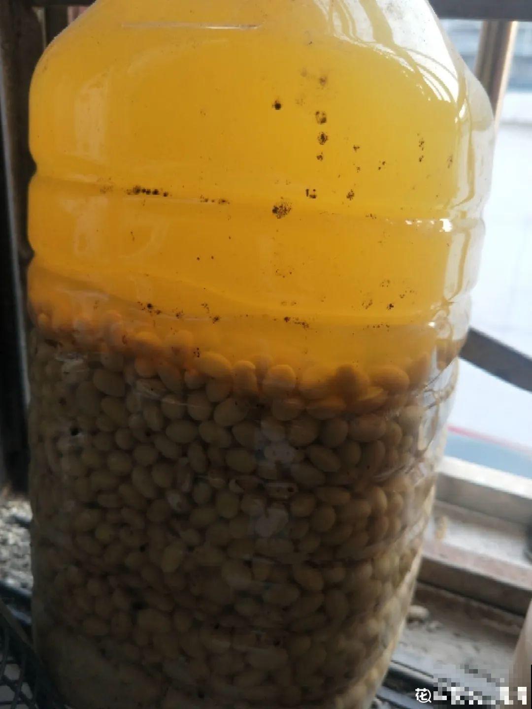 春天正施肥，氮磷钾肥别买了，自己在家就能做！