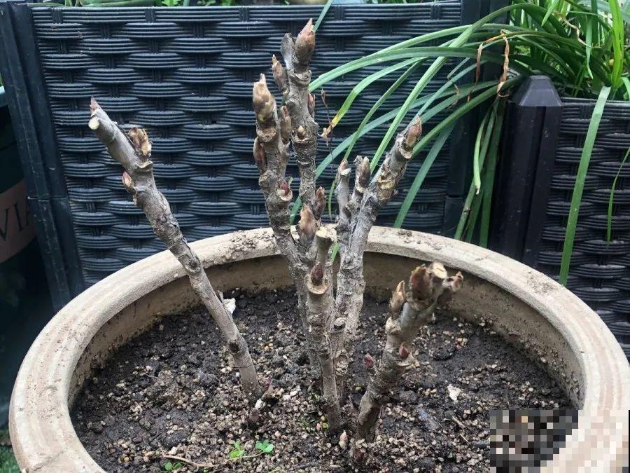 这7种花春天别乱剪，手太勤快了，反而春天不开花！