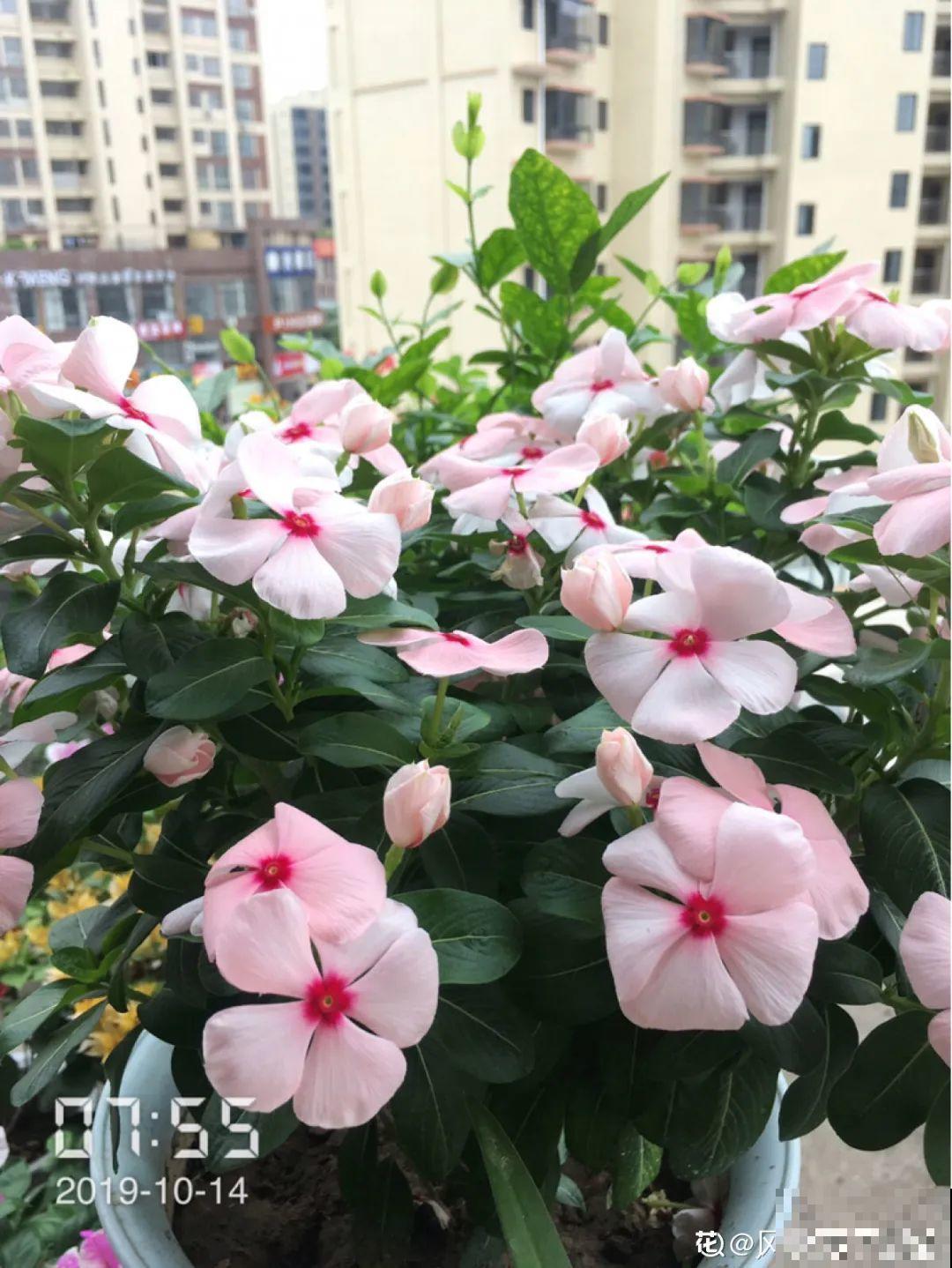 春天养花就选玛格丽塔，花期长、花量大，爆满小阳台！