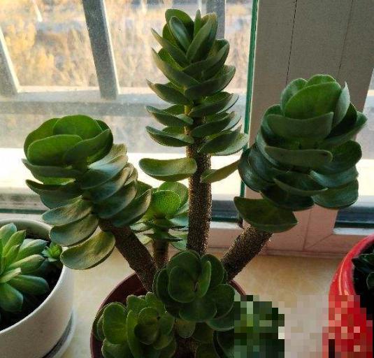 5种招财植物，叶片长得像铜钱，寓意财源滚滚来！