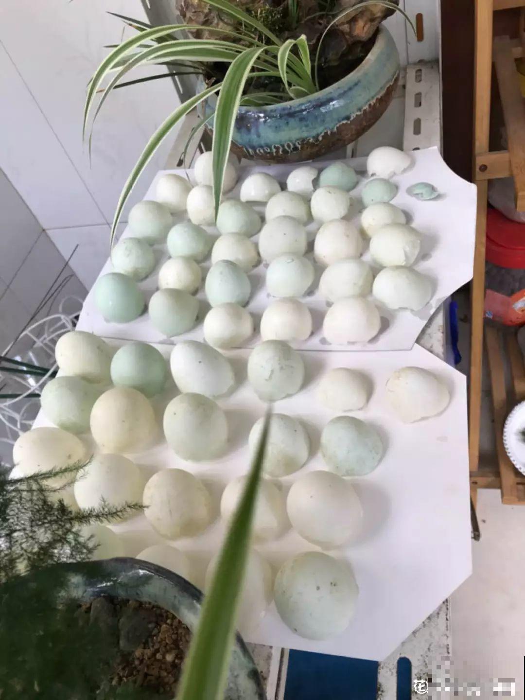 鸡蛋壳这么用，啥效果也没有，反而招了满盆小虫子！