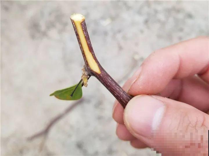 大哥养的三角梅，剪完捆一捆，开花爆出6个色！