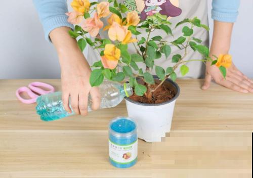 春天养花，这6件事做好，家里花开成海！