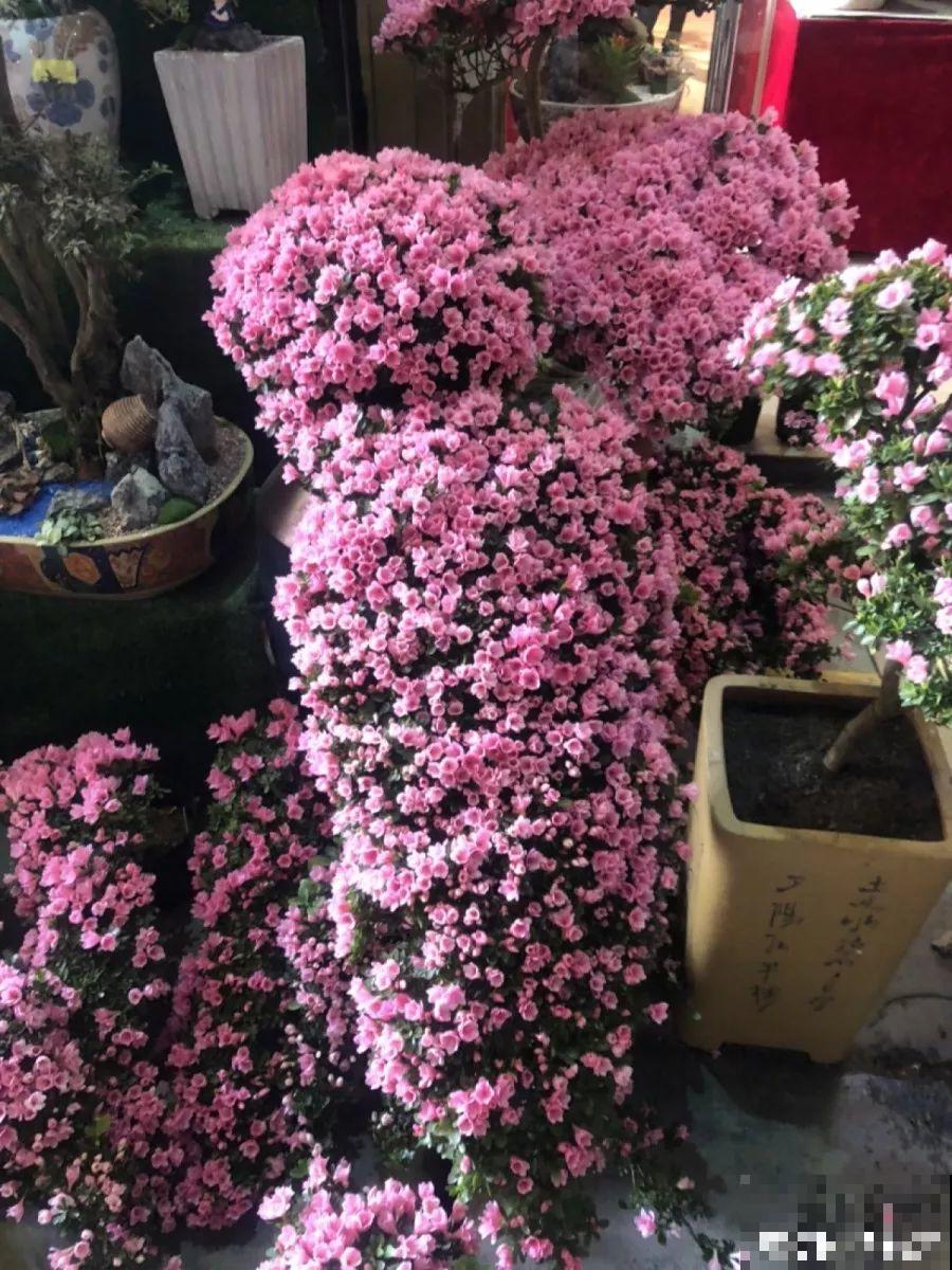 这花公认难养，买回家没开两天，叶子发黄全都往下掉！