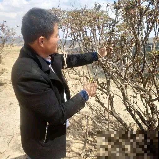 这7种花春天别乱剪，手太勤快了，反而春天不开花！
