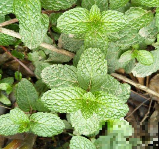 这种植物可以做菜，叶子摘下能泡茶，养人又养眼！