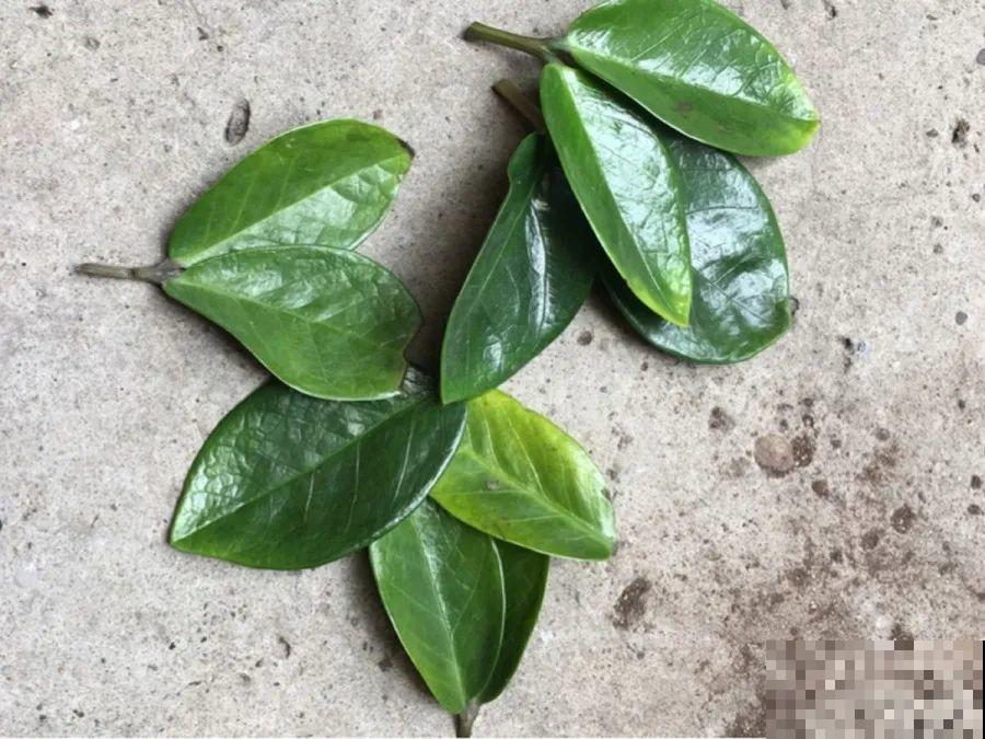 开完花的蟹爪兰，叶子摘一摘，放在梳子上遇水就生根！