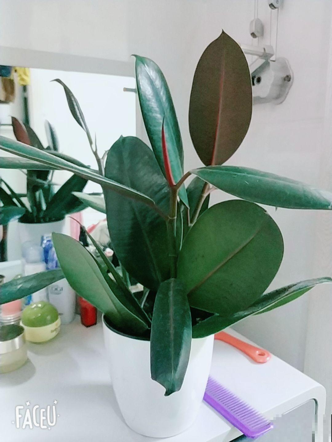 “4种花”特耐旱，家里养一盆，一个月不浇水，叶子照样翠绿