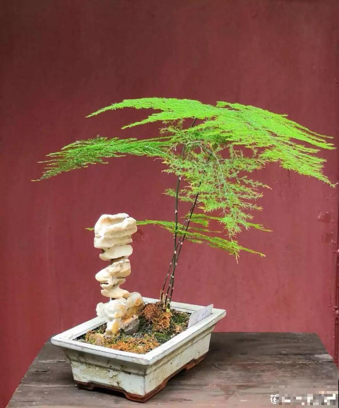 家里养这花，盆越小花越多，大冬天也能呼呼开！