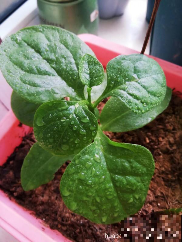 邻居在阳台种了3种菜，半个月就长成，掐一把炒菜，真香！