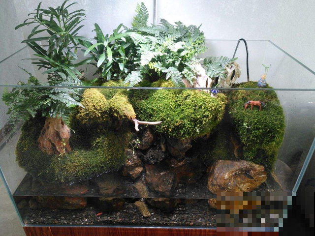 春雨过后，苔藓丛生，挖点回家种盆里，比养绿植有个性