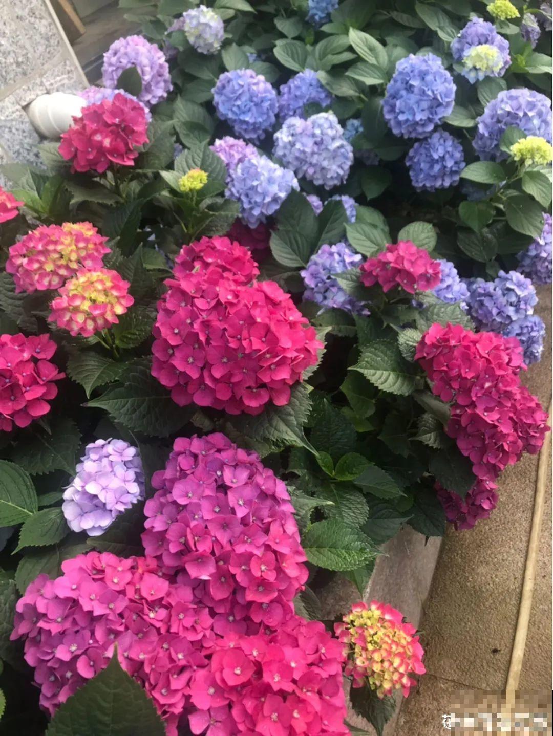 特耐阴的绣球花，光不好也能蹭蹭开，开花比拳头还大！