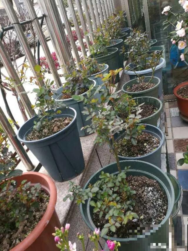 特能吃土的花，抓紧时间换盆，晚了就不开花