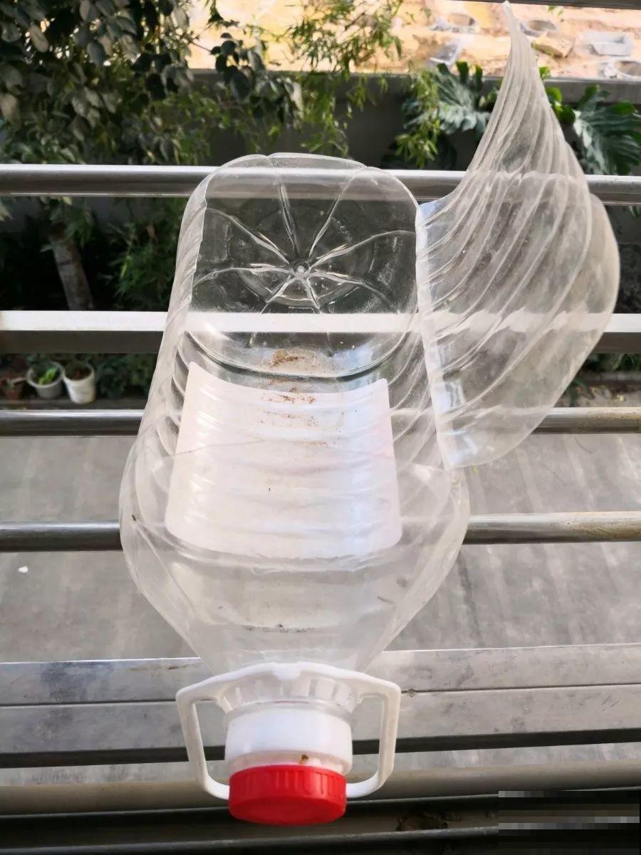 春天扦插，就教你一招不用花盆，一个比一个长得好！