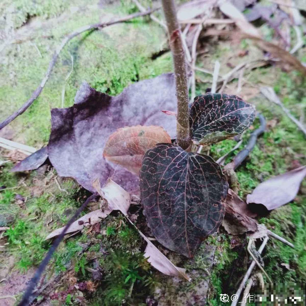 这种草被称为“草中黄金”，农村山上就有，还能泡茶喝