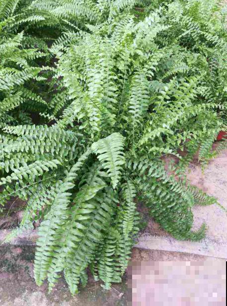 蕨类植物好看又好养，家里就能养，美貌堪比装饰品！