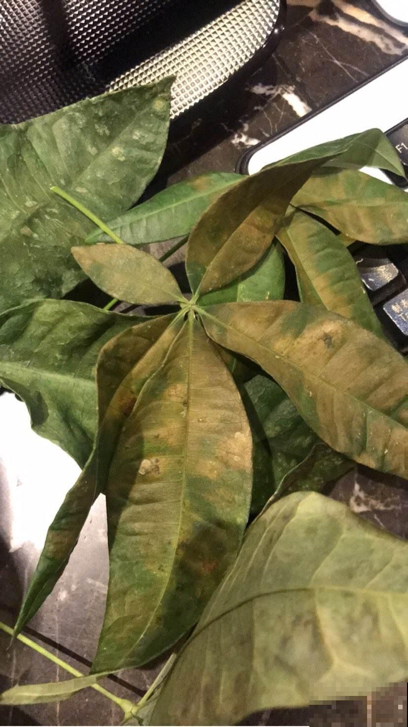 发财树文竹……一刀砍光枝条，1个月后呼呼冒新芽