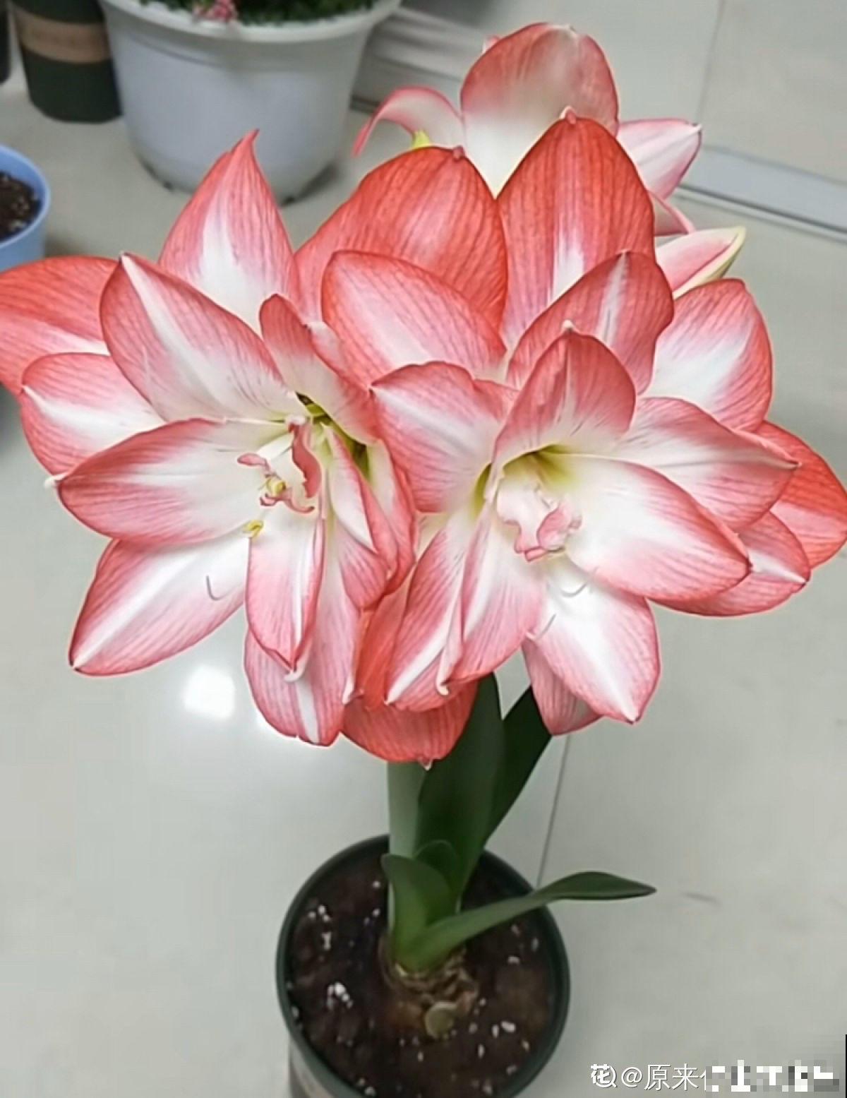 盆里种棵“洋葱头”，开花比脸还大，红红火火真吉祥！