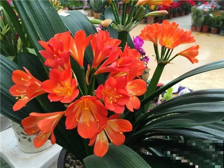 10种名贵兰花，春节养最美，花一开满屋子香气！