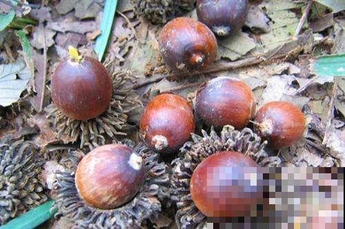 山上捡了一兜小坚果，超市一斤近百块，这下省钱了！