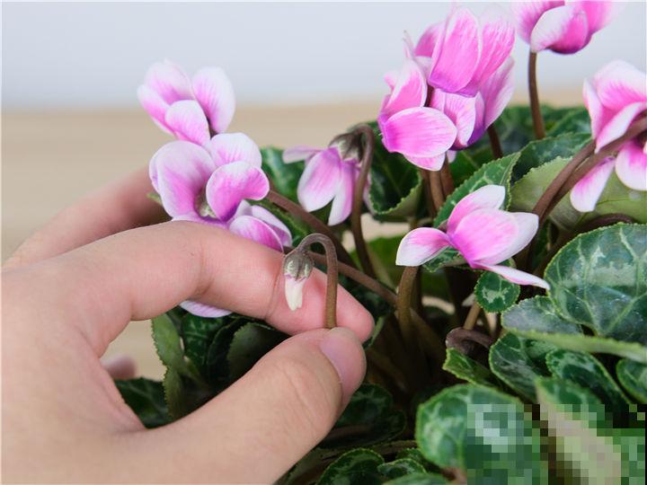 年宵花开过一波别扔，扔了就是扔钱，这么养明年还能开