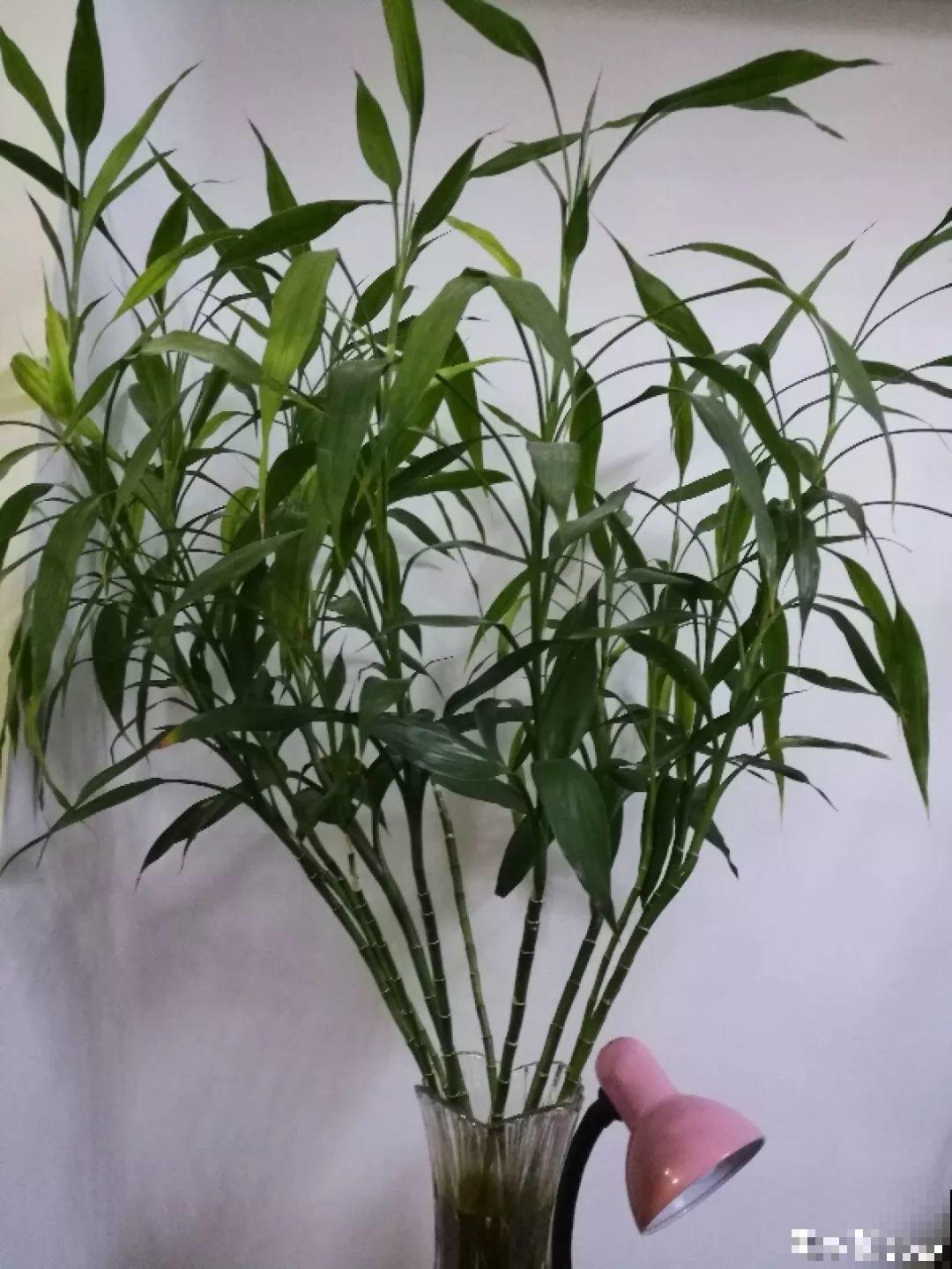 18种过年花，随便挑着养，“鼠”你新年最有钱！