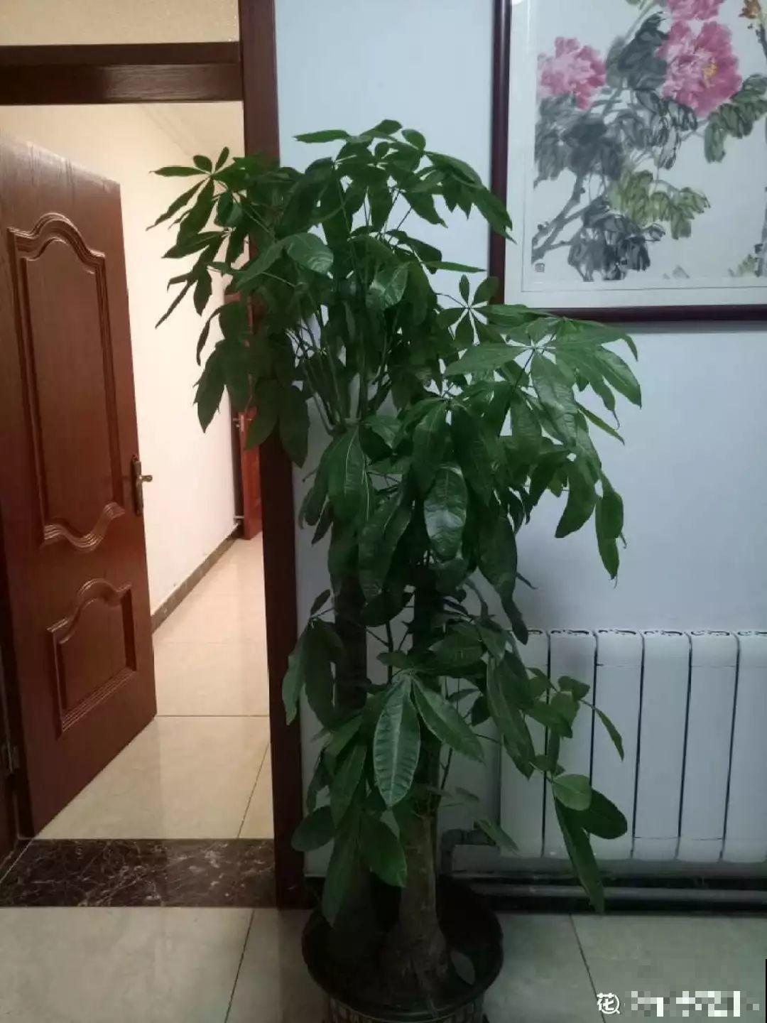 窝在家里，没事的时候赏赏花，心情也会跟着好起来！