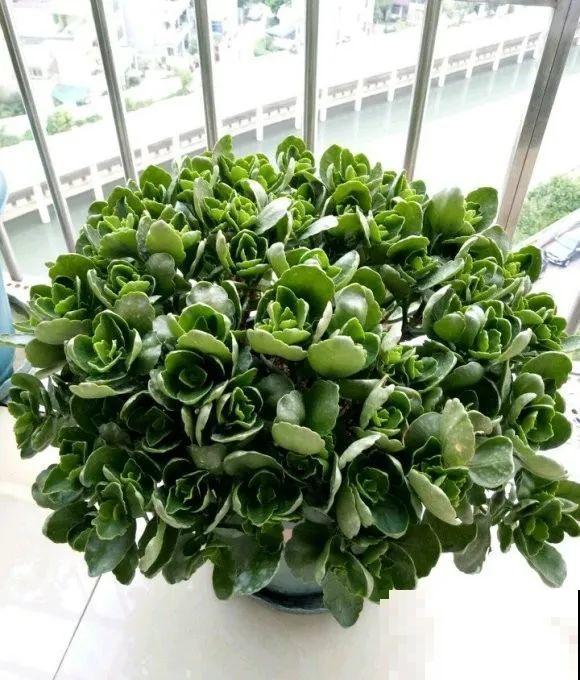 1棵长寿花，冒出124个花箭，开花开成大锅盖，咋养的？