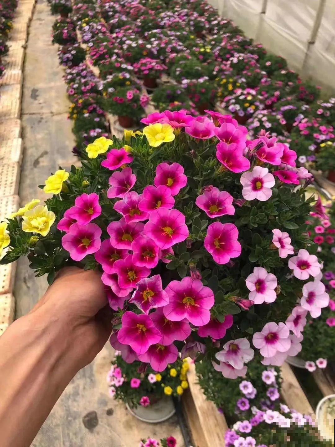 晾衣杆上挂盆它，开成小花球，阳台美的像花园！