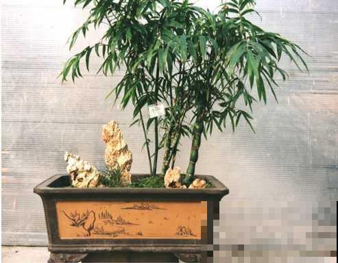 5种盆栽竹，最适合家里养，快看你家有没有？