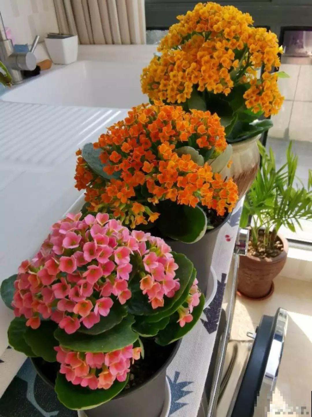 最长寿的9种花，一年四季都在开，剪了之后还能接着开！