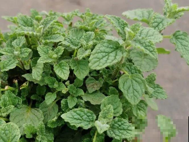 6种香香花，厨房客厅都能养，摘一把又能长一盆！