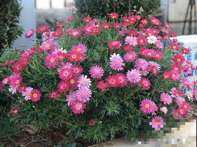 3月开始，8种花随便养，开花多长得快，新手也能养爆盆！