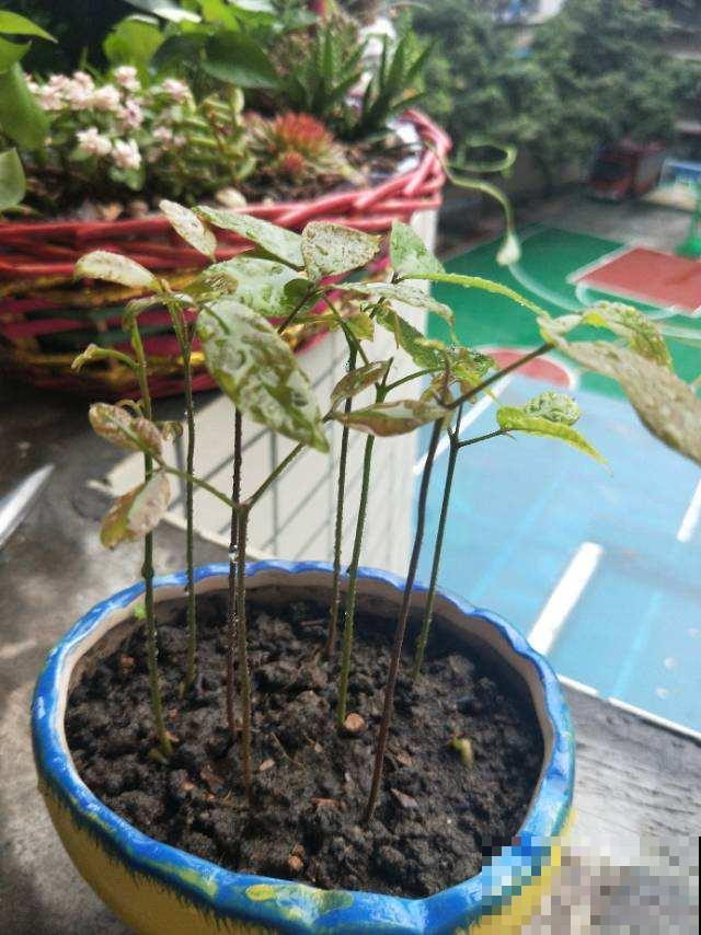爱养花的人注意，这东西扔花盆里就长叶，丢了你就吃大亏