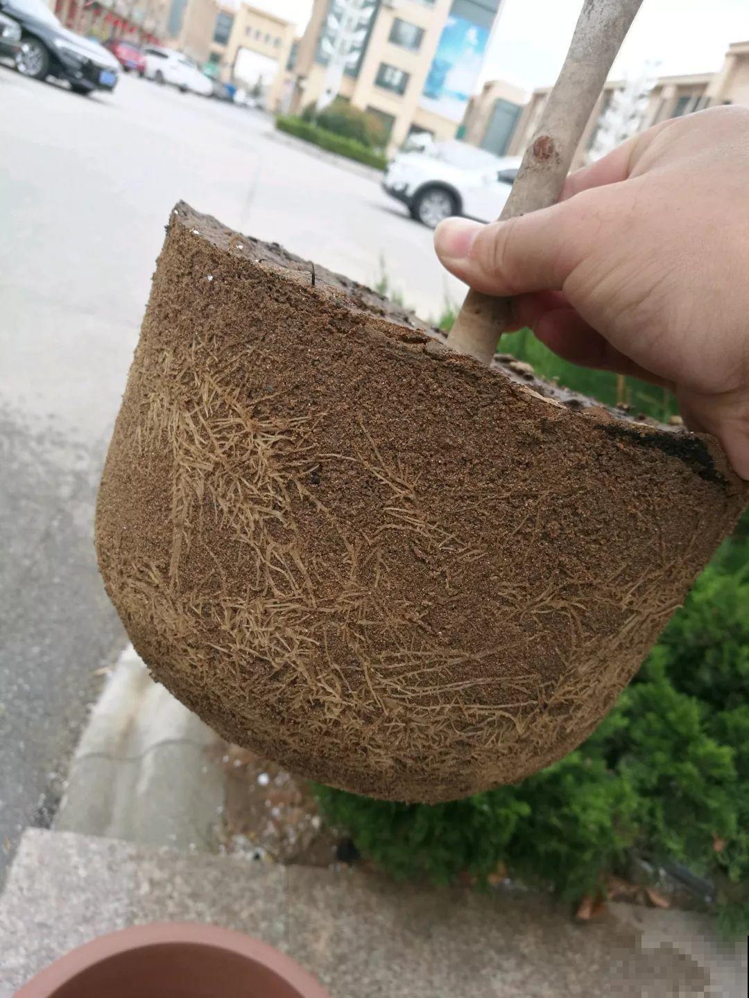 茶花也要补营养，浇水的时候掺点它，长得壮开花多！