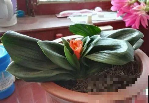 这还是头一回见，养了24年的君子兰，只有拳头大小！