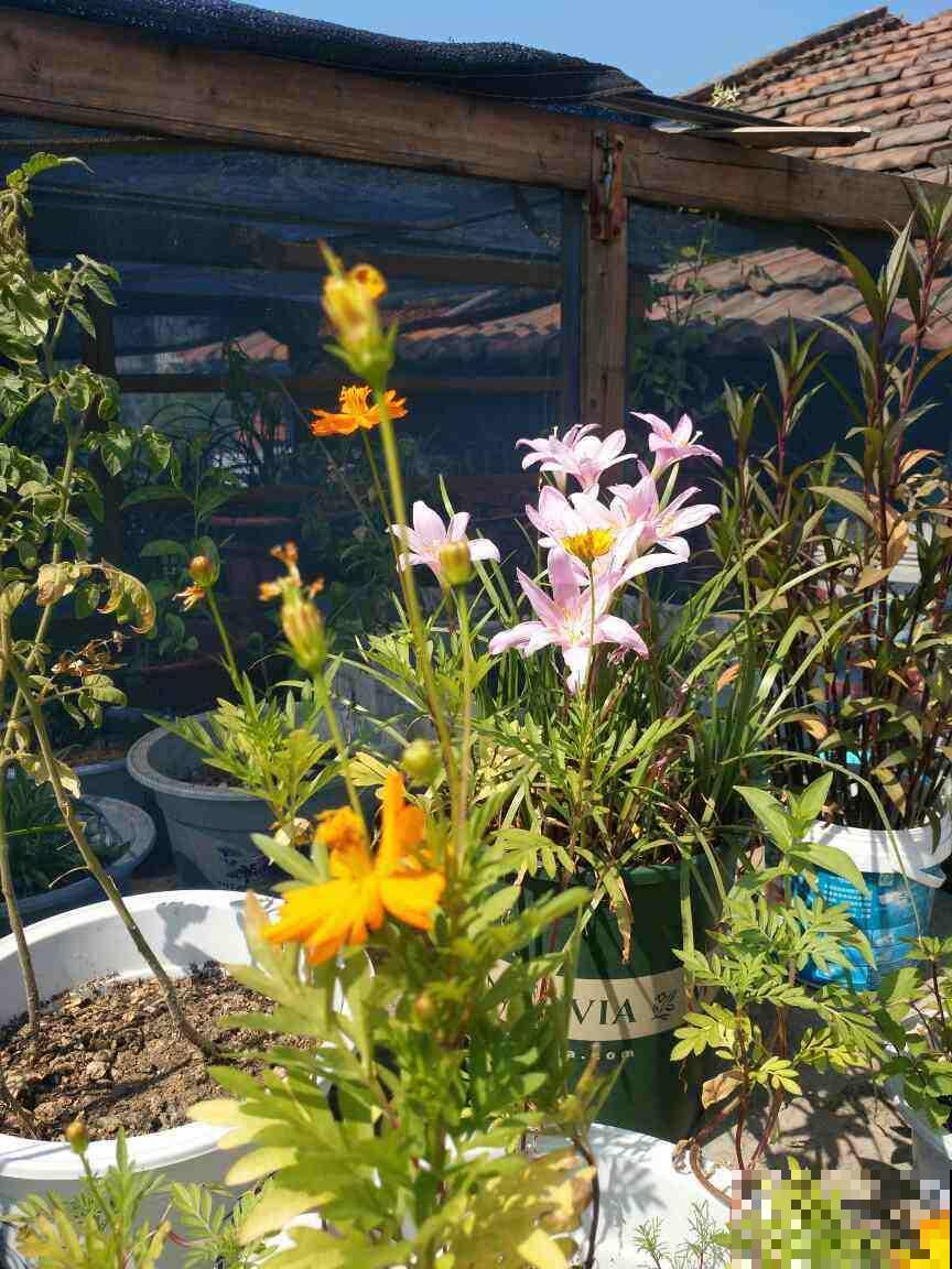 4种喜欢淋雨的花，搬到室外洗个澡，叶子油亮枝条壮