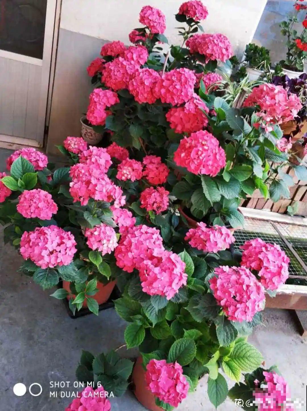 特耐阴的绣球花，光不好也能蹭蹭开，开花比拳头还大！